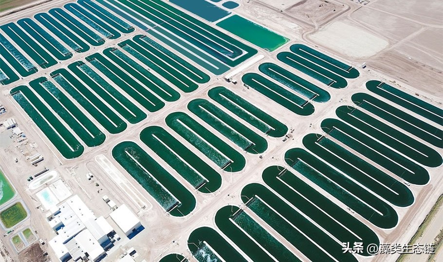 藻类基础知识,鱼塘藻类培养