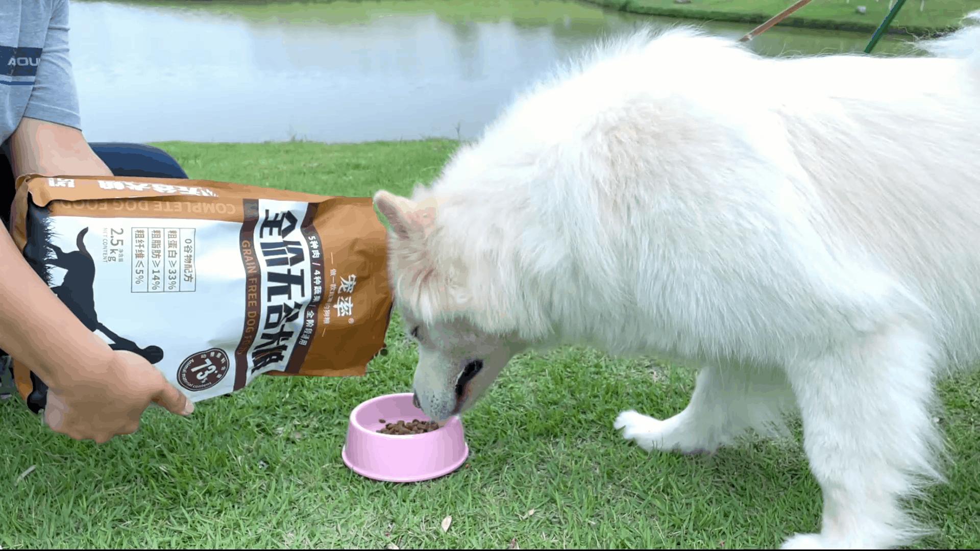 狗狗呕吐三四天不吃食,狗狗吃了打虫药不吃食怎么回事