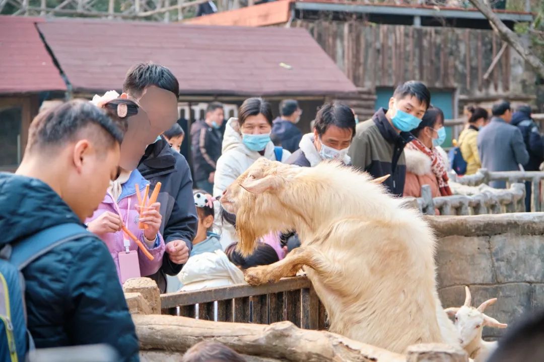 红山动物园亏损3千万网友很着急,近两年疫情原因导致亏损如何翻身