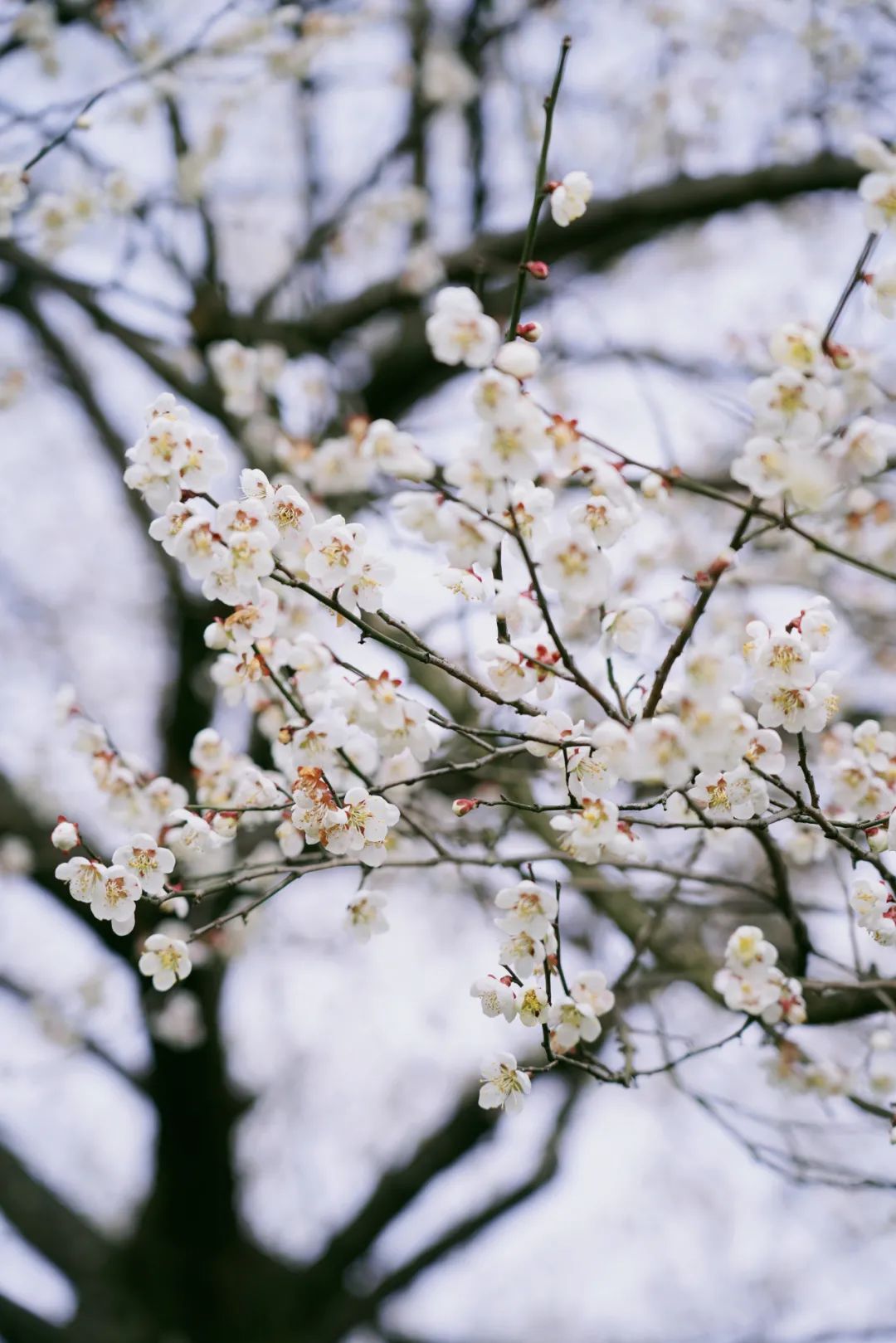 1.5h刹拢！被誉为川版“花城”，这个宝藏好耍地美得不像话