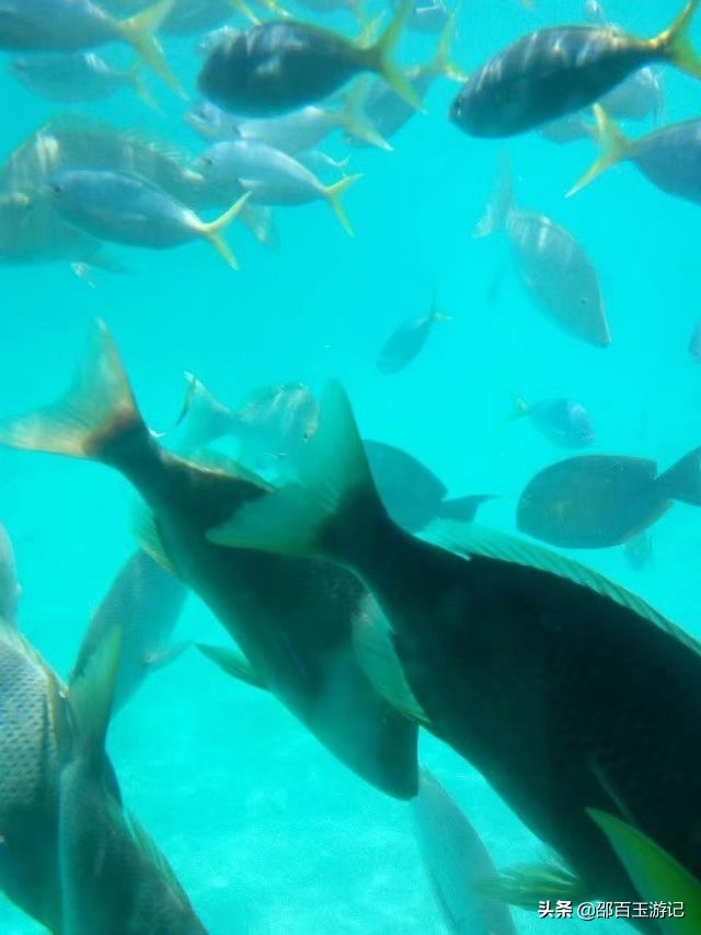 澳大利亚凯恩斯8日游,澳大利亚凯恩斯旅游攻略