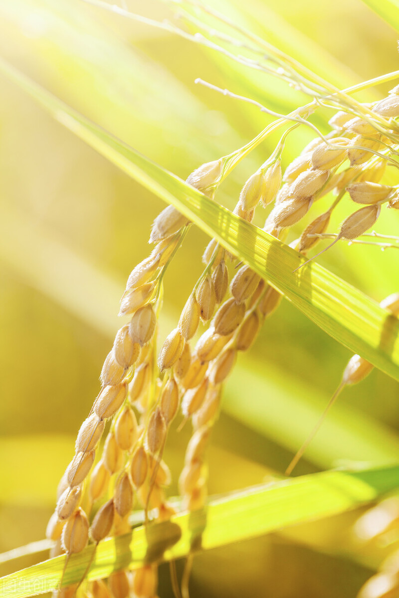 旷野中歌曲,旷野中