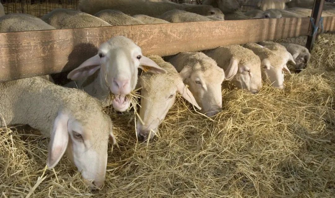 奶山羊流产还有奶吗,奶山羊流产