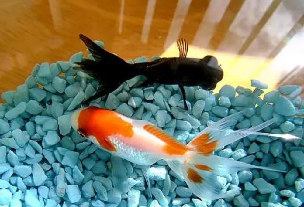 直接用自来水养金鱼能活多久,金鱼能不能用自来水养