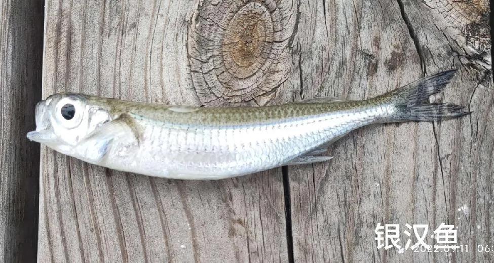 20种常见海鱼,十大常见野生海鱼