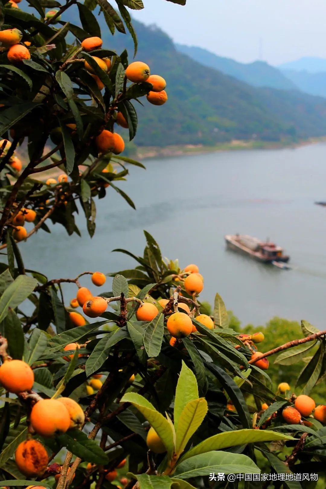 北方人认识枇杷吗,南方人有多爱嗦粉