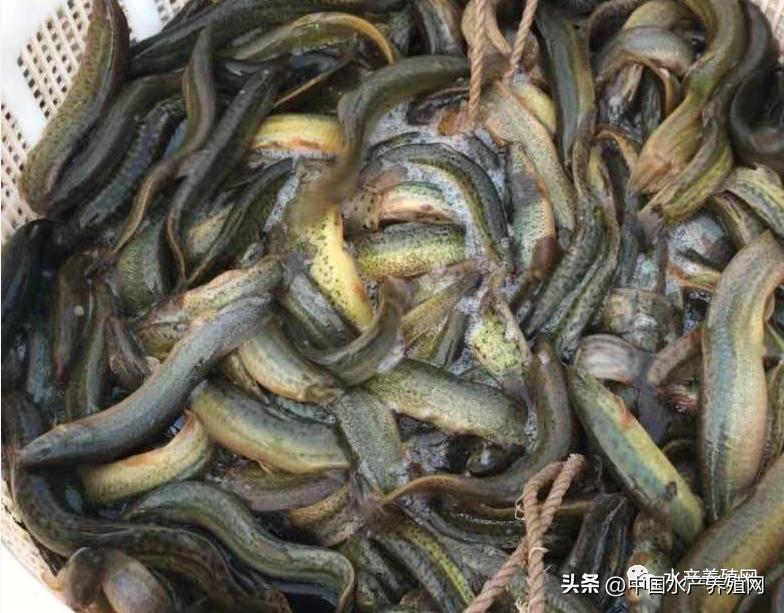 长期上门收购养殖泥鳅,收购泥鳅利润