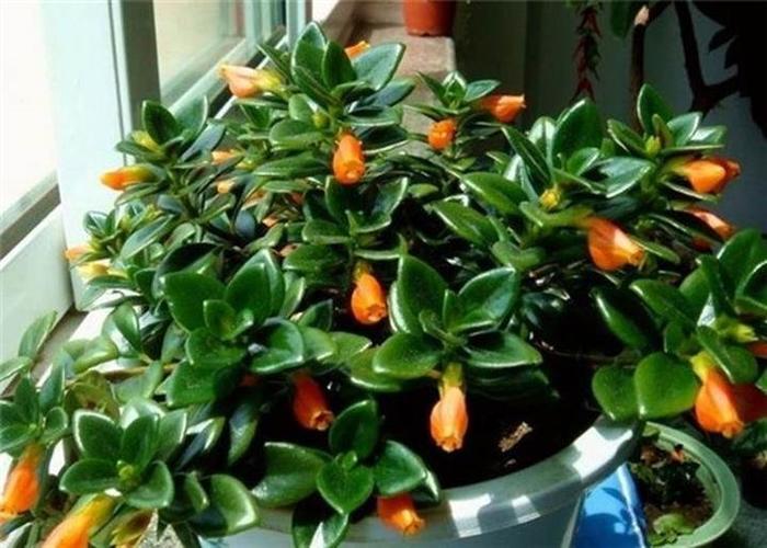 金鱼花养殖方法和注意事项有哪些,盆栽金鱼花的养殖方法和注意事项