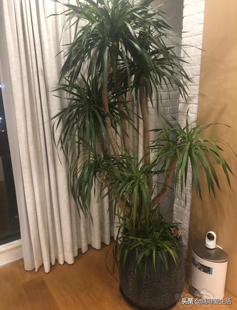 客厅养什么大型绿植最好看又好养,家里养什么绿植最好养又招财客厅