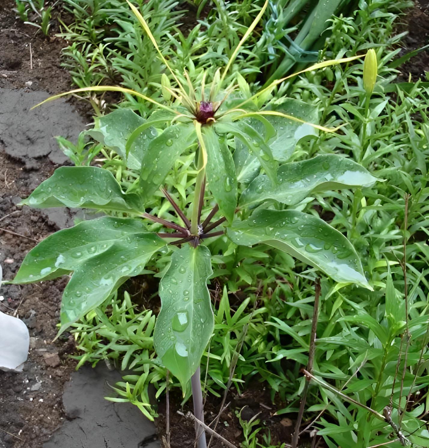 在竹林里被踩踏，俗称“金线重楼”，潮湿位置才有，如今珍贵