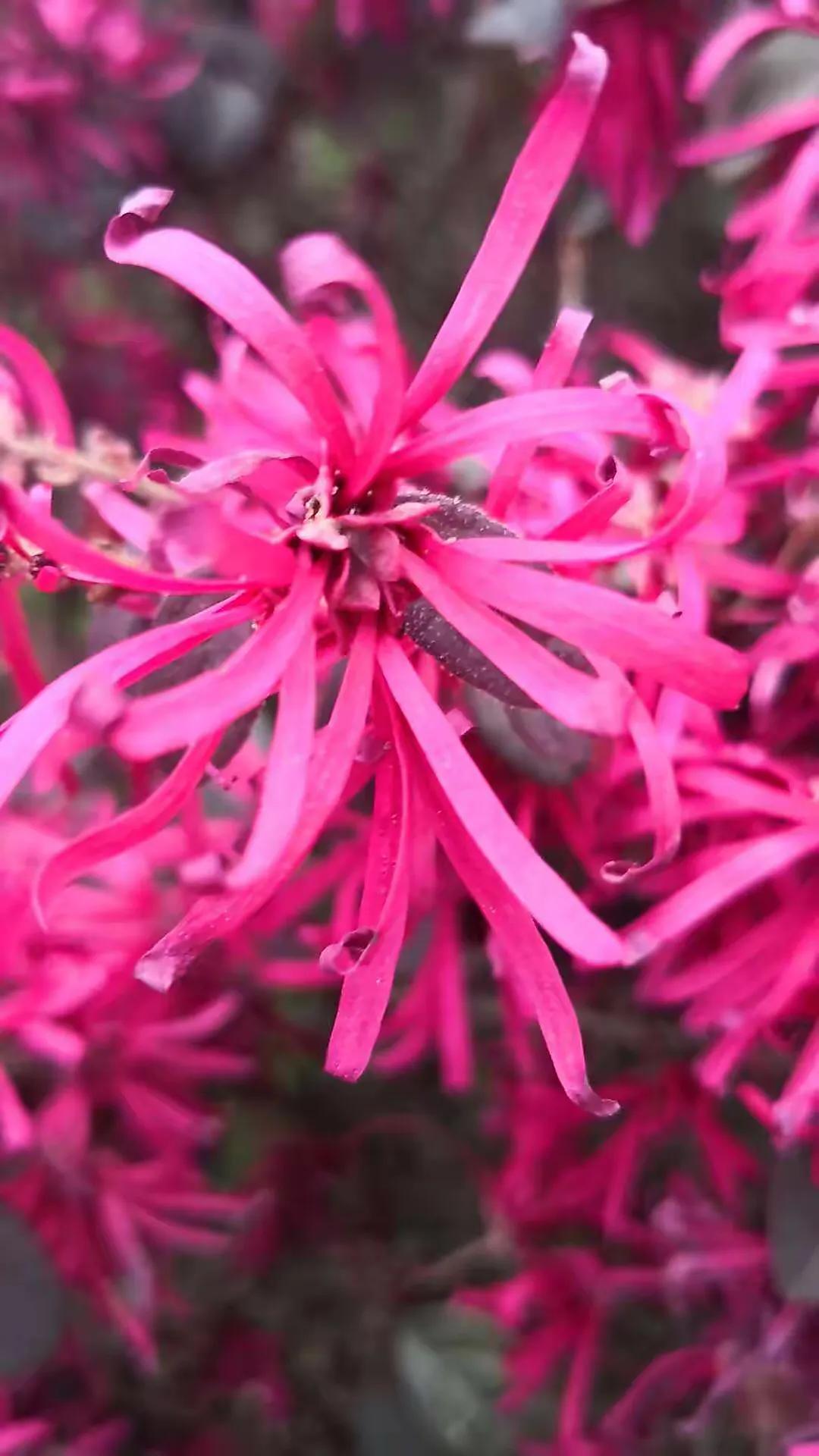 红花檵木介绍牌,红花檵木解说