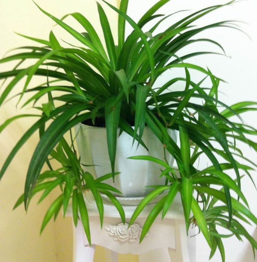 装修房子适合养什么花,刚装修的房子适合养什么花