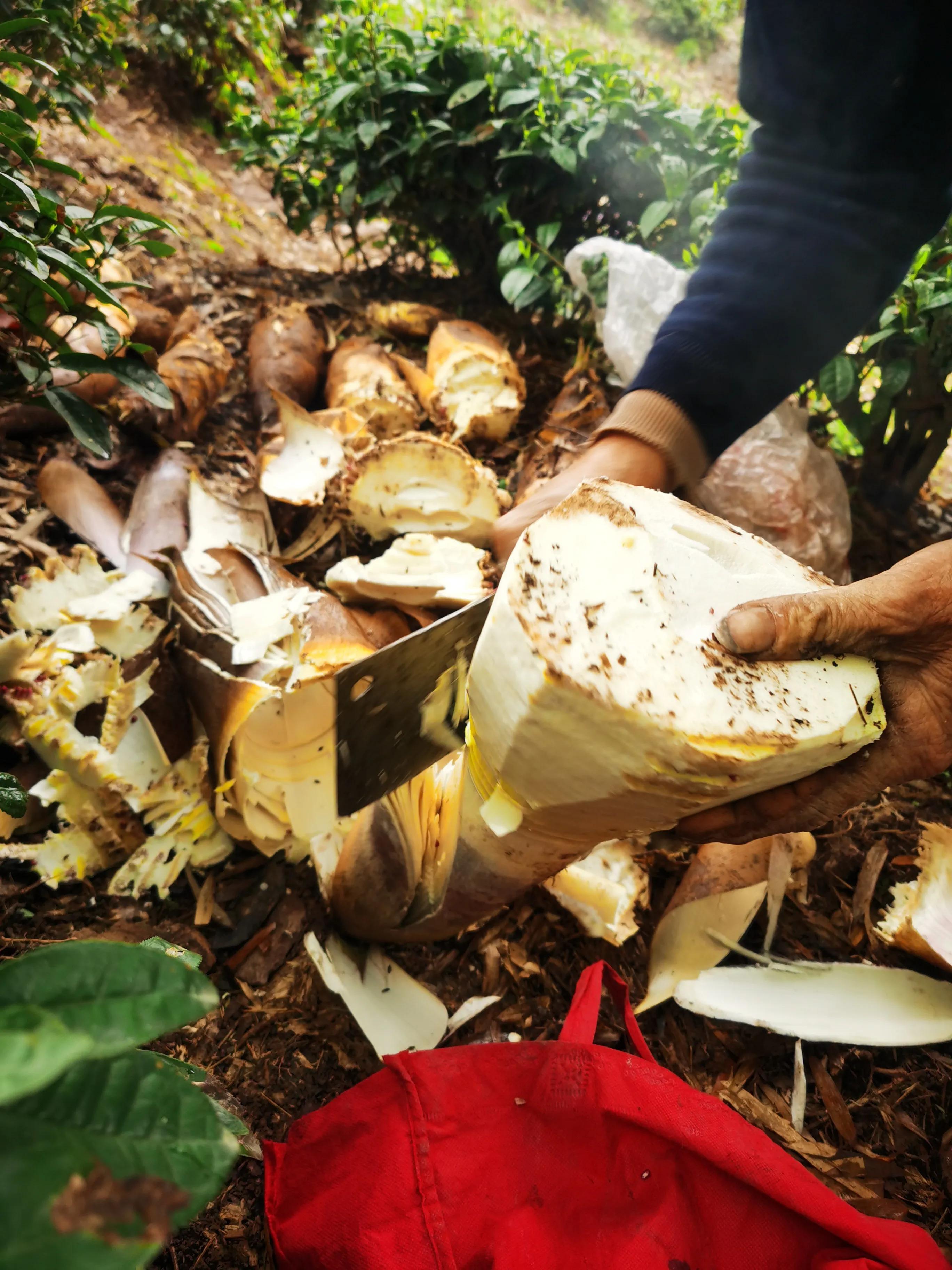 绍兴最好的笋丝梅干菜制作方法,浙江笋丝梅干菜的家常做法