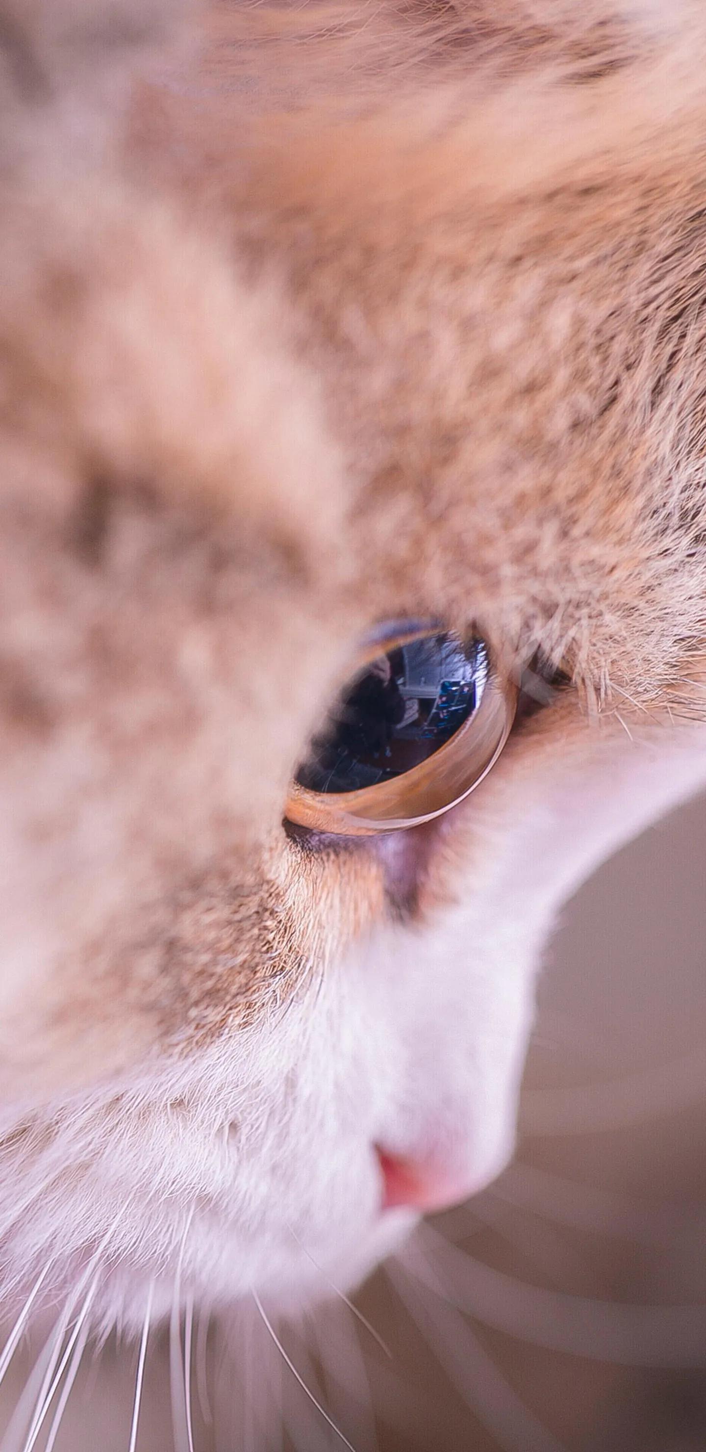 唯美手机壁纸高级感,唯美手机壁纸高清全面屏