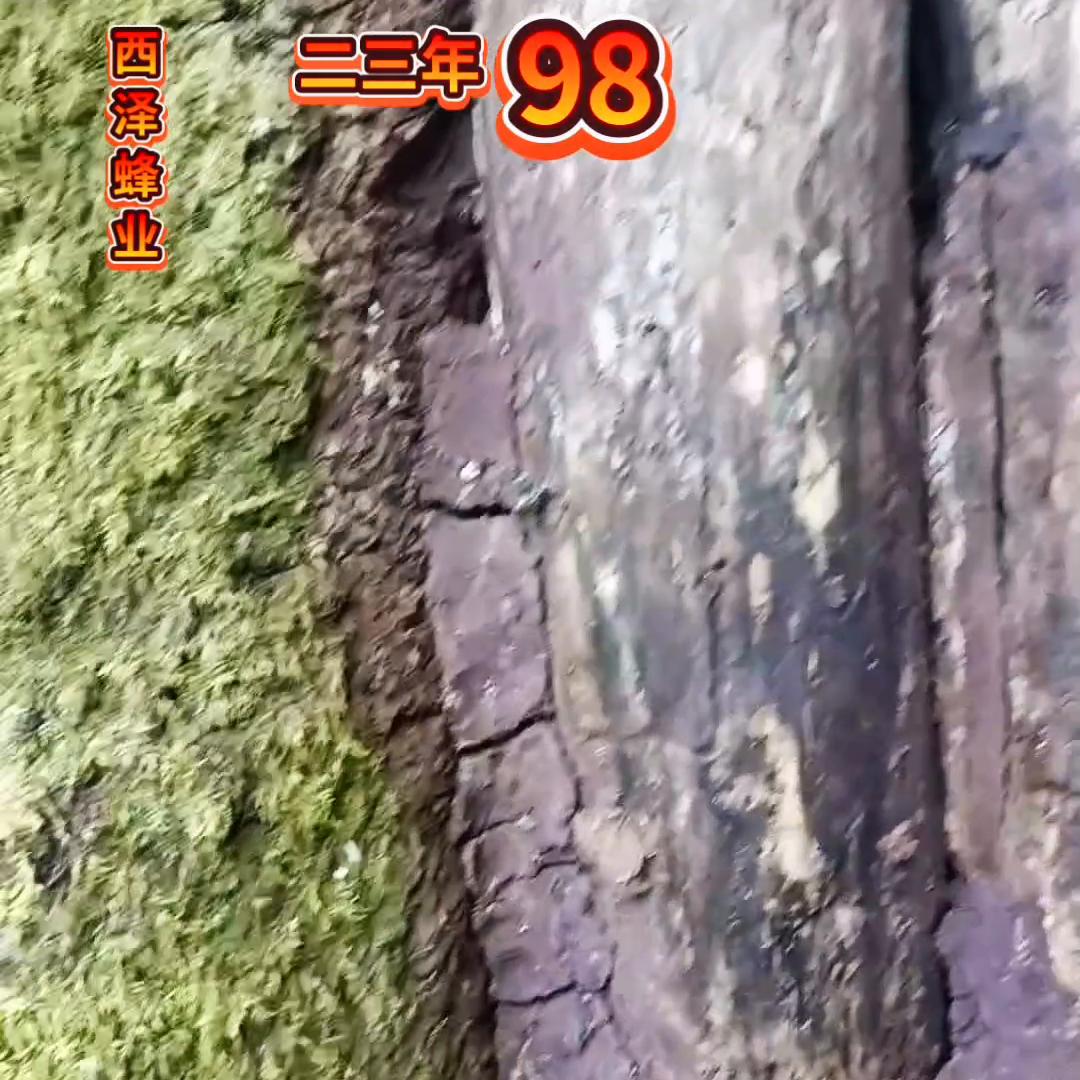 中蜂户外诱蜂,活蜂诱蜂的正确方法