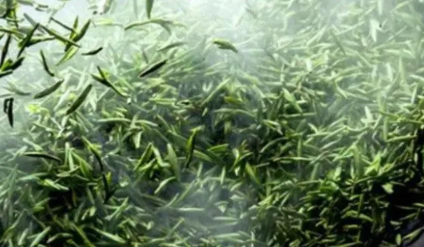 不系舟微博《诗路茶道》