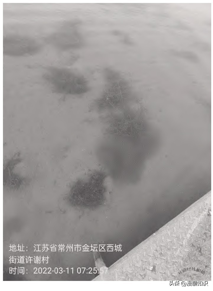 水稻田水绵怎么防治,水绵生物防治