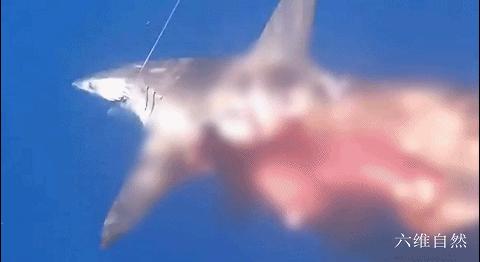 西班牙将一条黑鳍鲨放归海洋，却被其它鲨鱼攻击，被啃半个鲨鱼身
