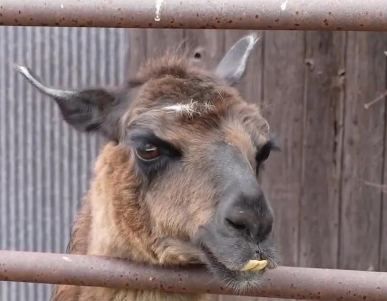 美国城市和农村生活的区别,美国农村生活真实状况