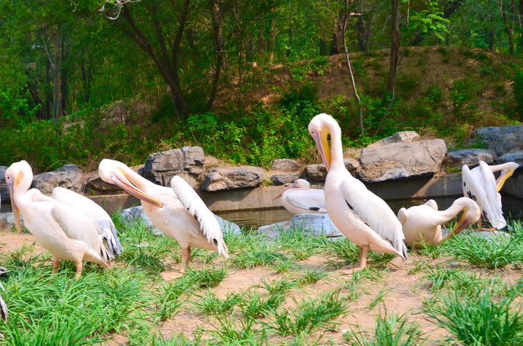 大兴野生动物园之旅,北京野生动物园和猛兽亲密接触