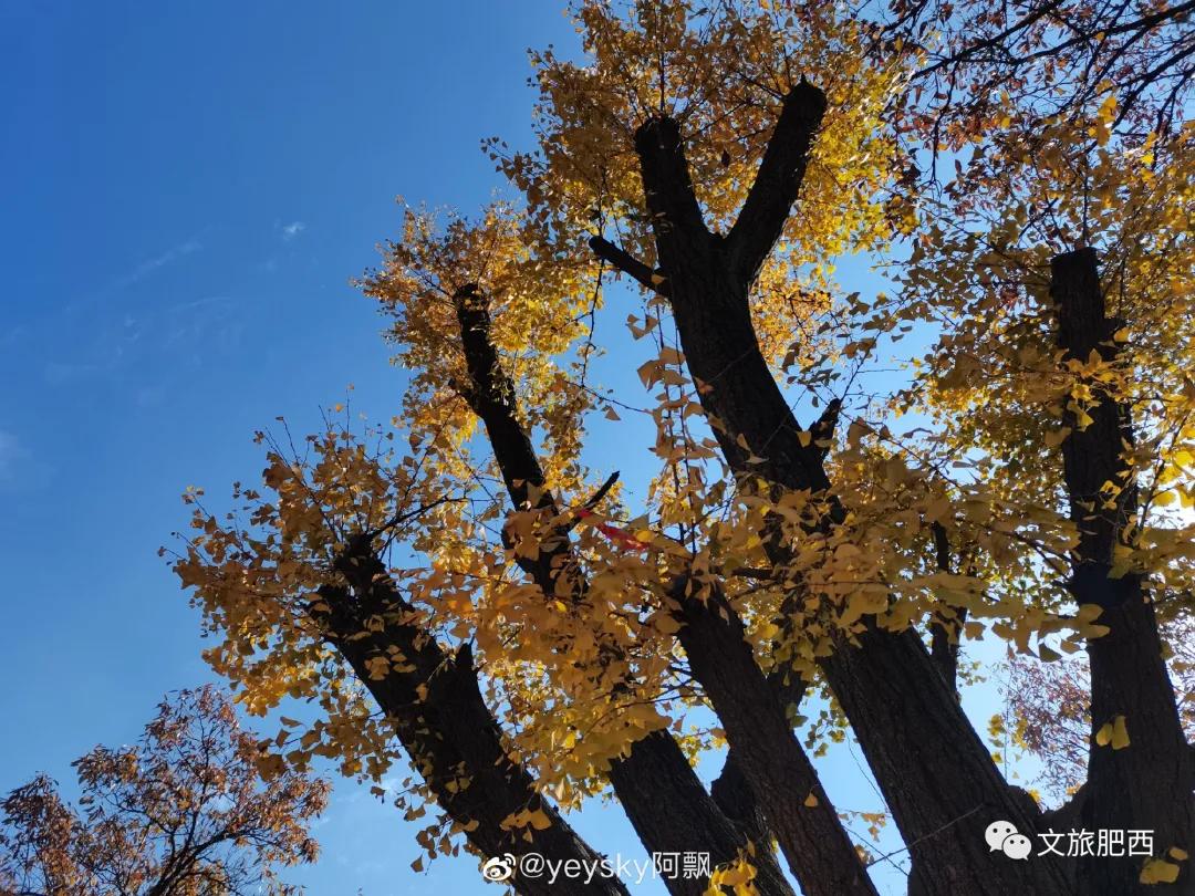 原来，在社交平台中，肥西的真实风景是这样的