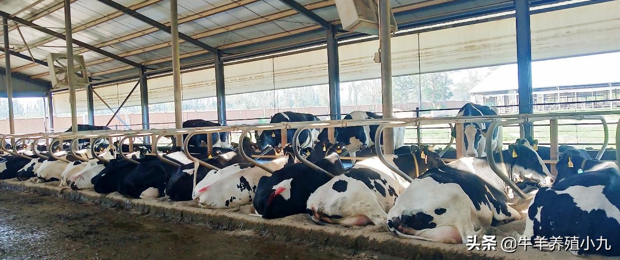 奶牛慢性子宫内膜炎,奶牛子宫炎与子宫内膜炎区别