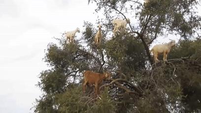 摩洛哥踢球干净吗,摩洛哥是怎样的一支球队