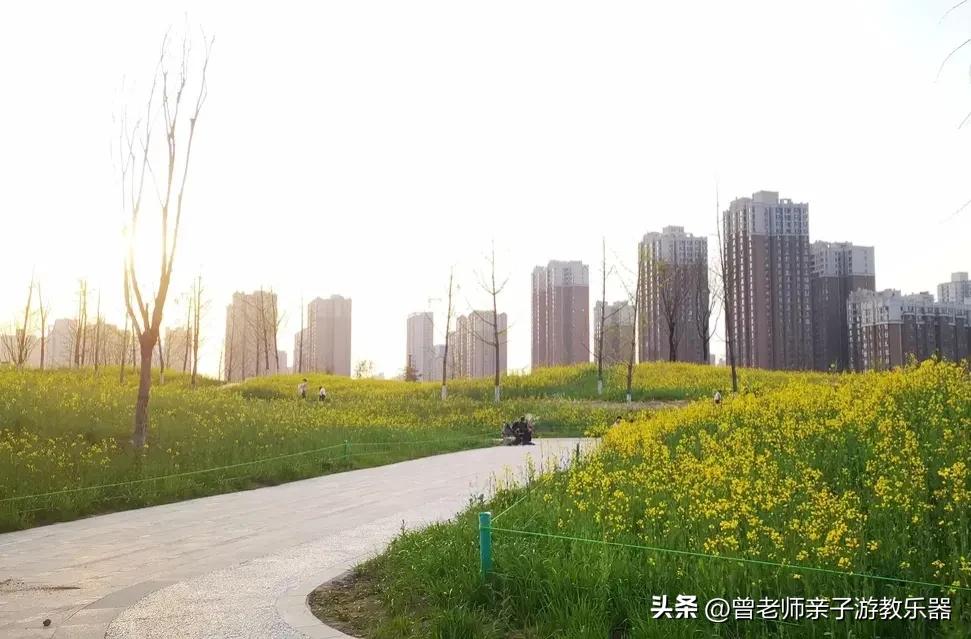 西安油菜花花海,西安看油菜花的地方都有哪些景点