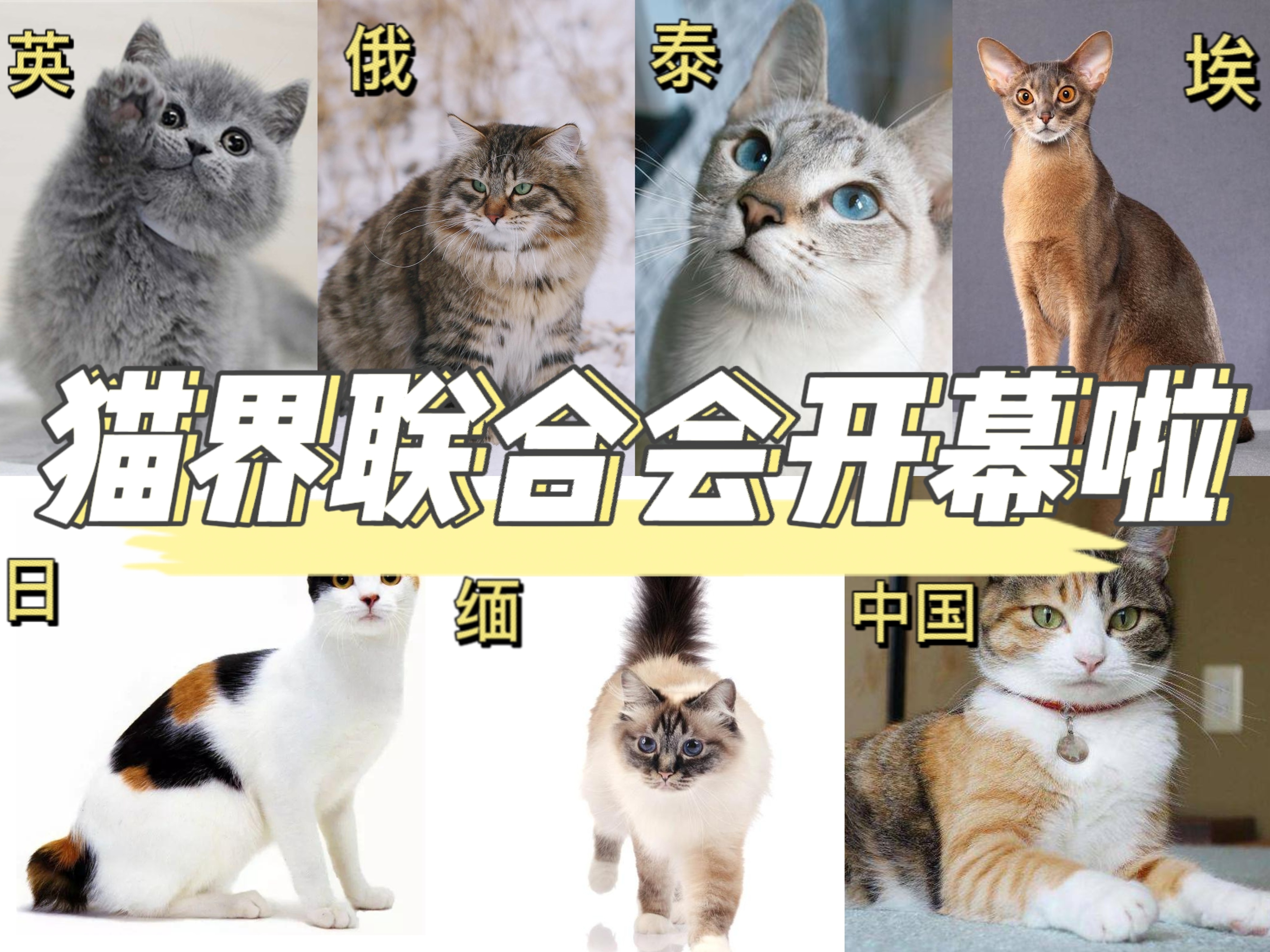 世界猫咪排行榜,世界猫咪品种有哪些