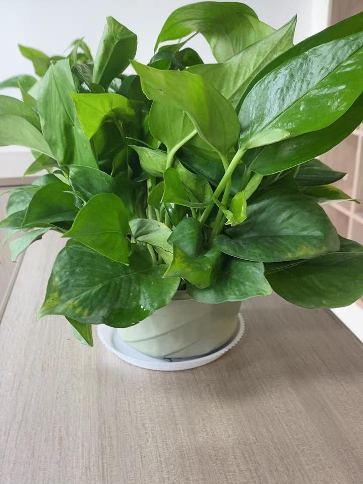 防辐射净化空气最好的植物是什么,适合南方养的净化空气的室内植物