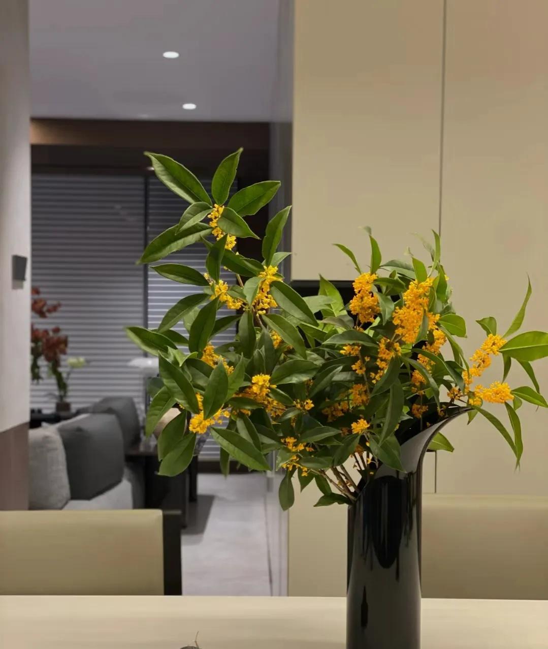 门前种三种树会富三代指哪三种树,家里有三种树有什么说法