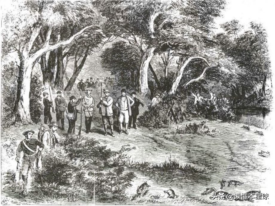 澳大利亚为什么不能拿猞狸灭兔,兔子入侵澳大利亚怎么解决