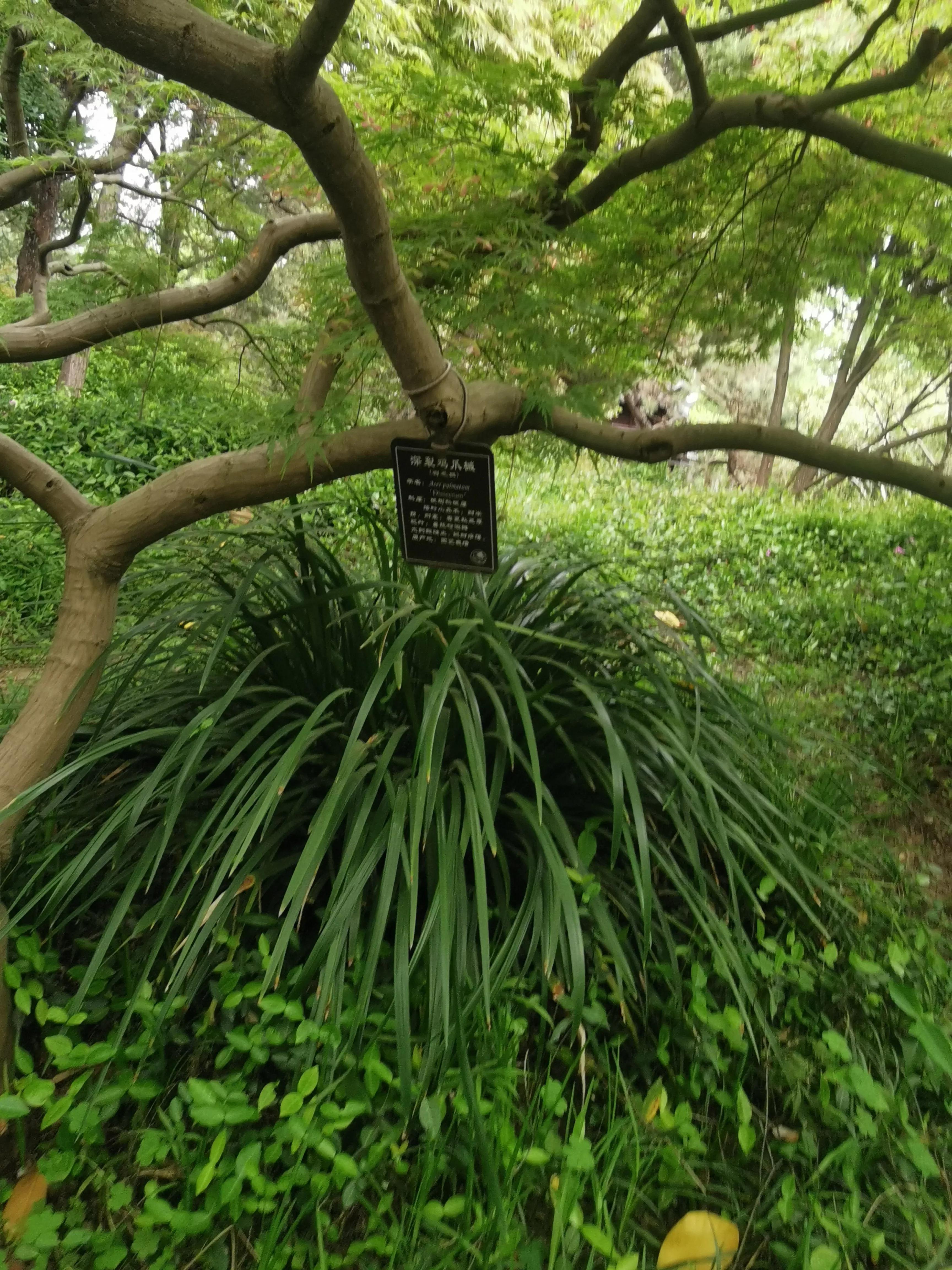 古猗园是上海五大园林之首,上海景区古猗园有哪些景点