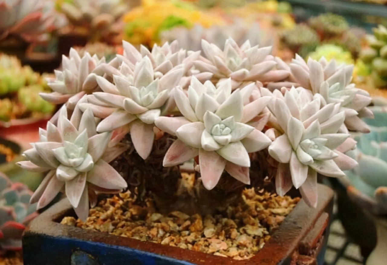 三年前很贵的普货多肉,曾经昂贵的多肉品种有哪些