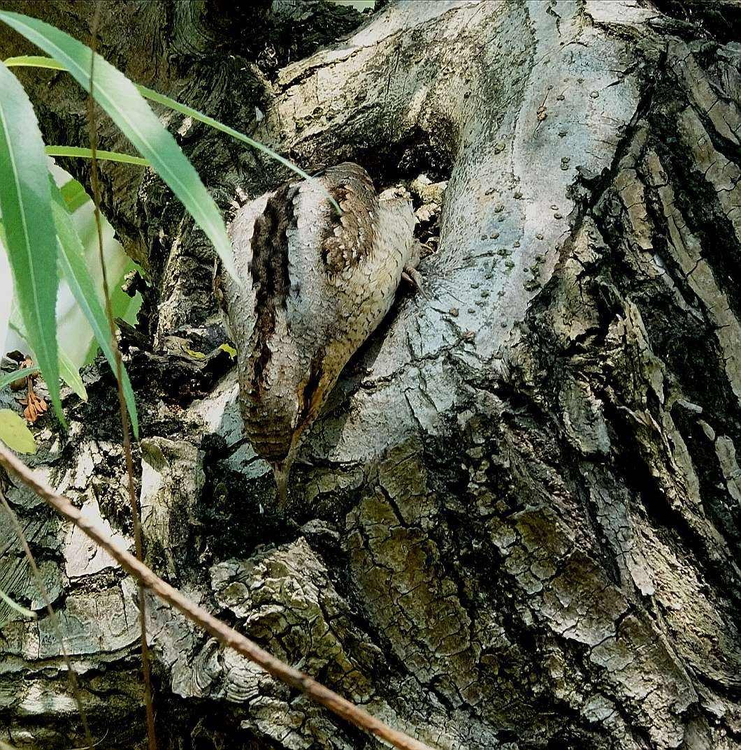 男子户外遇怪鸟受伤全身雪白带灰,湖北一男子回家途中看见一只怪鸟