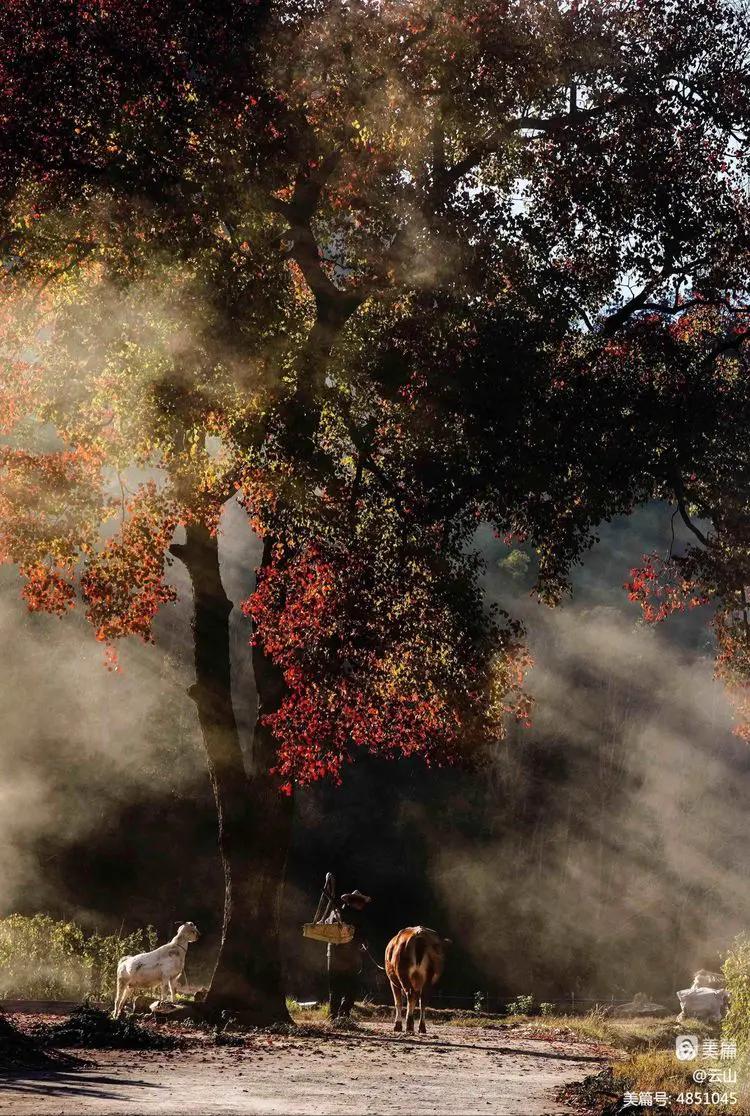 画意风光,画意风光摄影