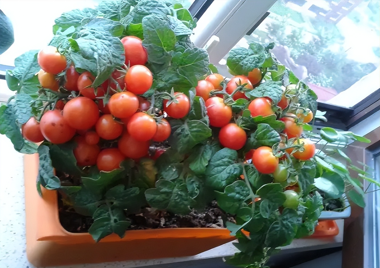 阳台如何种植蔬菜养花,阳台可以种植哪些蔬菜花卉