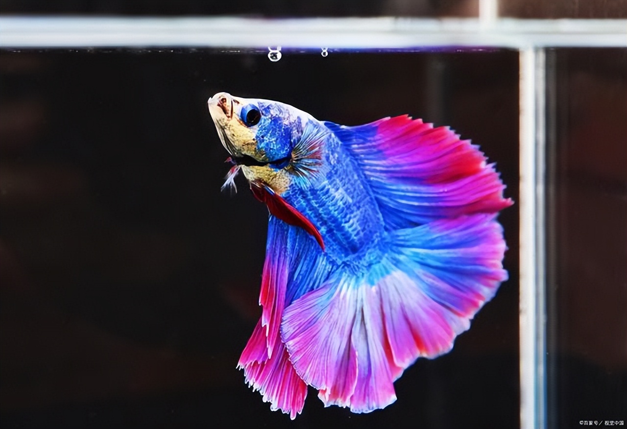 中国斗鱼吃什么饲料好,中国斗鱼饲料制作方法