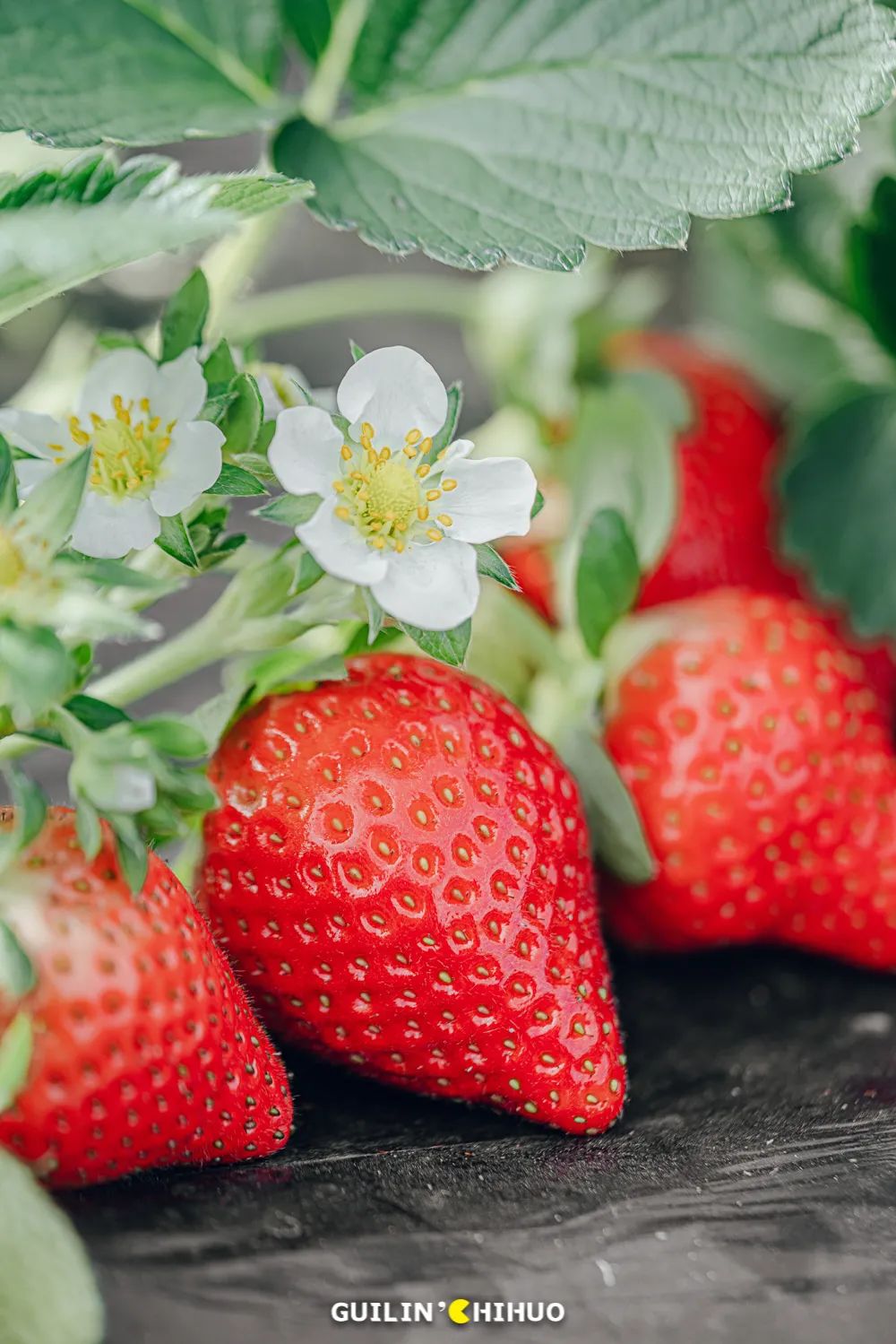 2022桂林周边摘草莓区域,桂林摘草莓的地方