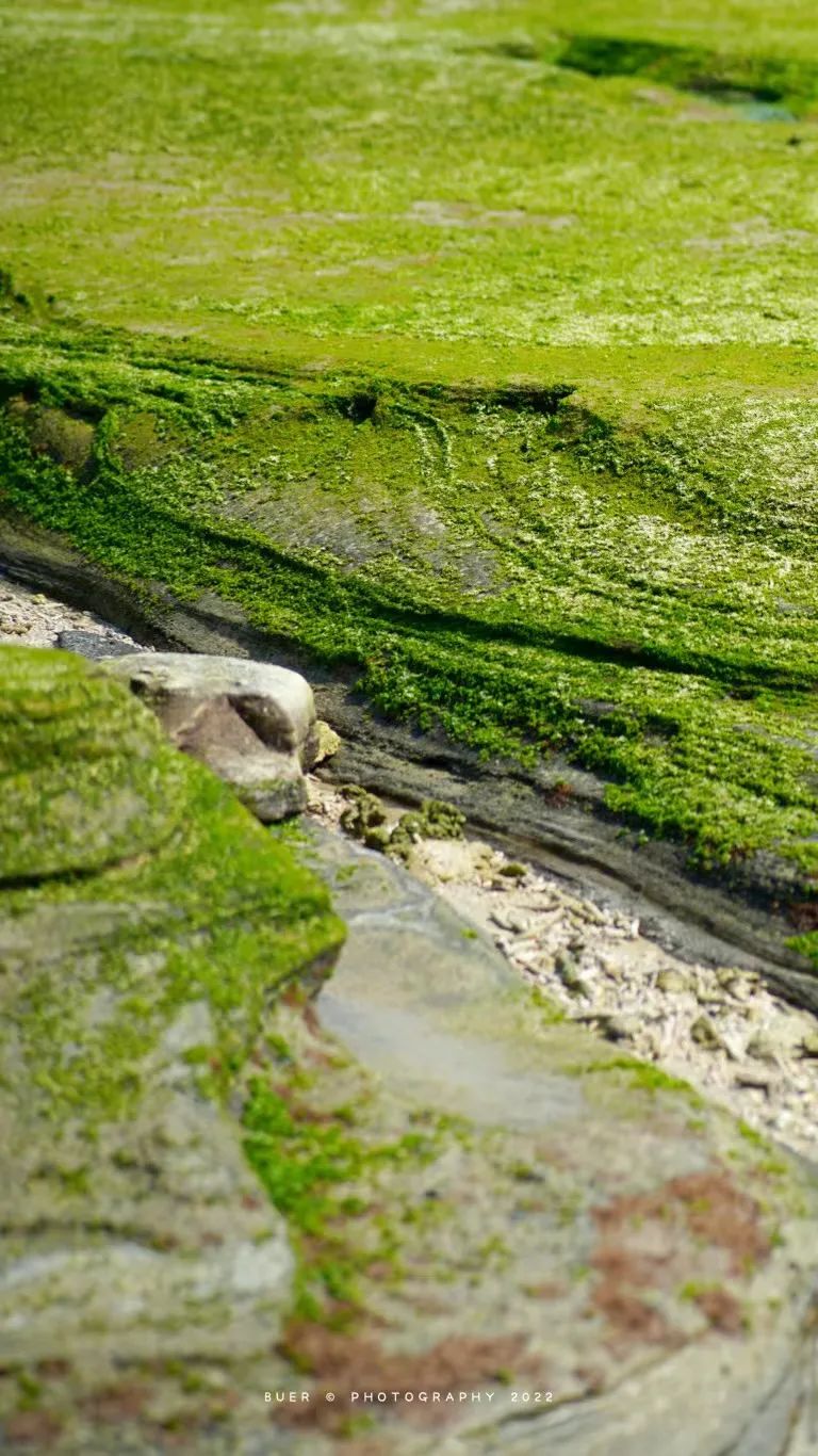 这座岛究竟有何神奇之处,怎么玩海陵岛不踩坑