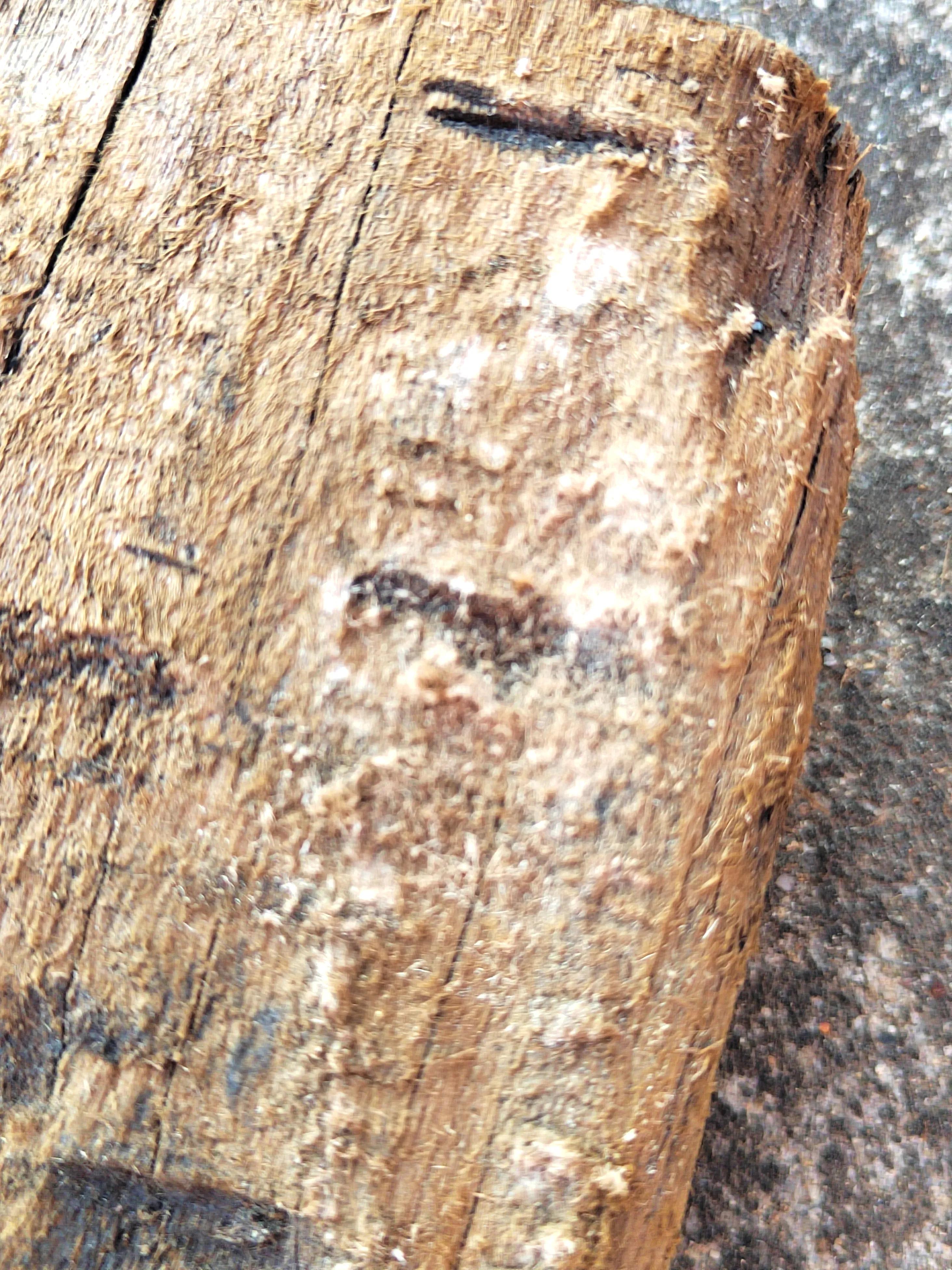 海南霸王岭白奇楠,海南白奇楠和紫奇楠