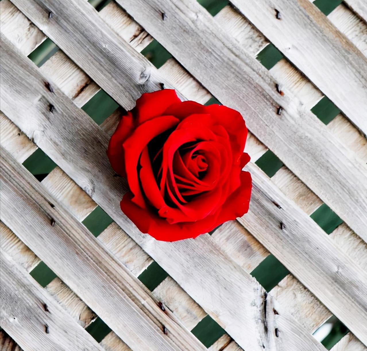 人生路漫漫且从容,人生漫漫如逆旅且行且自持