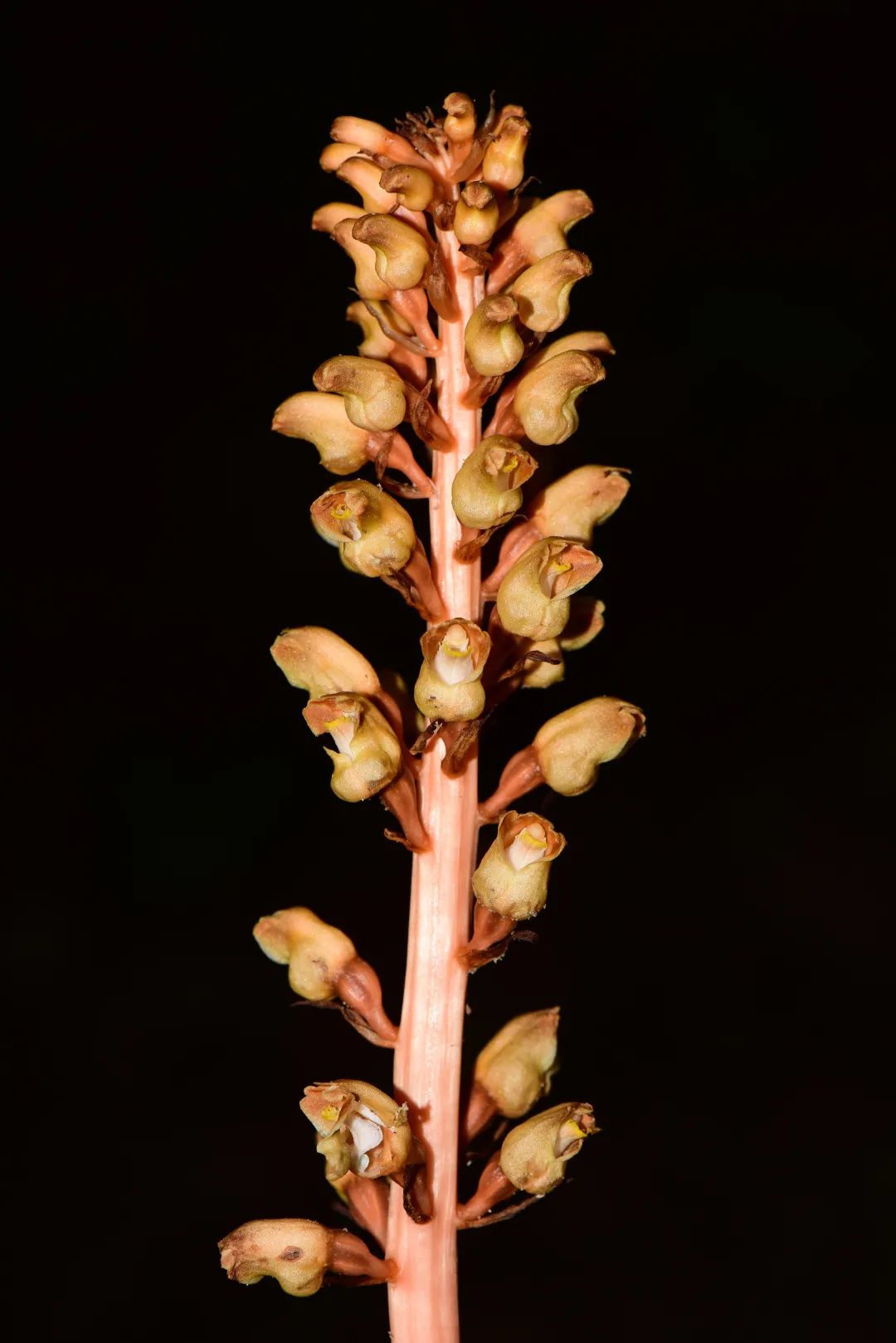 武夷山黄精科普,武夷岩茶小科普