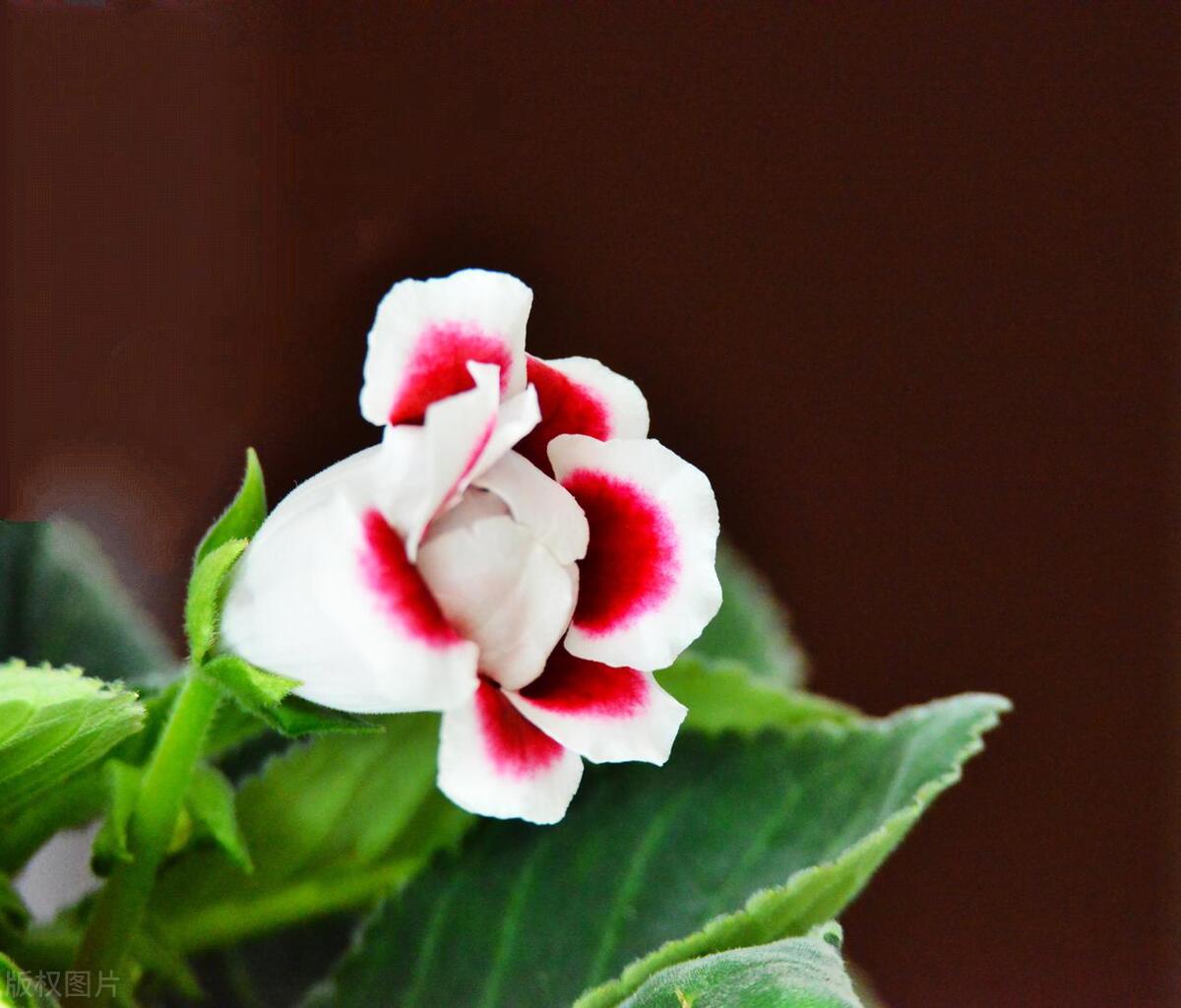 大岩桐花没开花苞蔫了怎么回事,草本牡丹花的各种图片