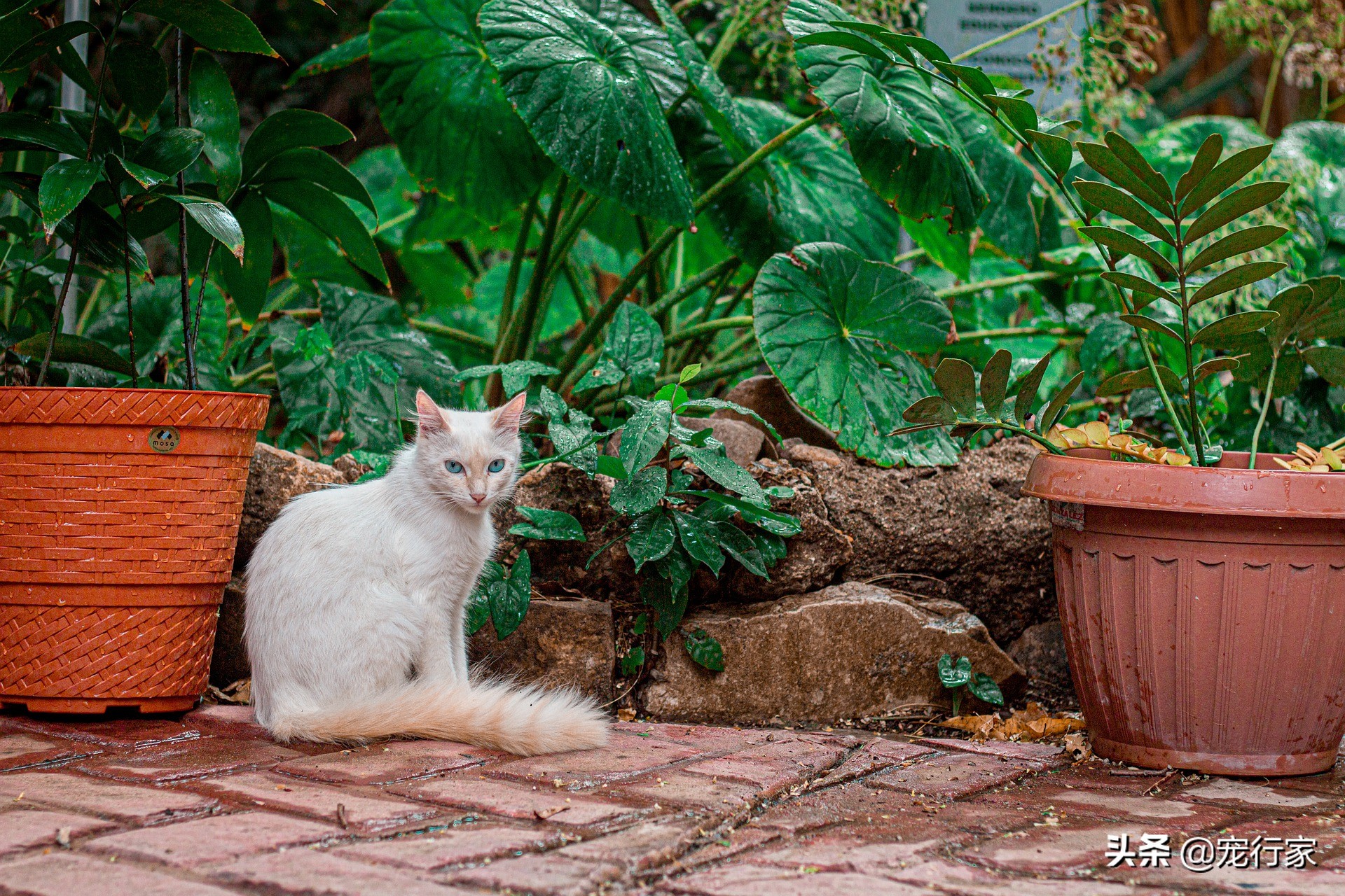 为什么猫屎砂盖不住猫屎,猫上厕所味道很大用什么猫砂