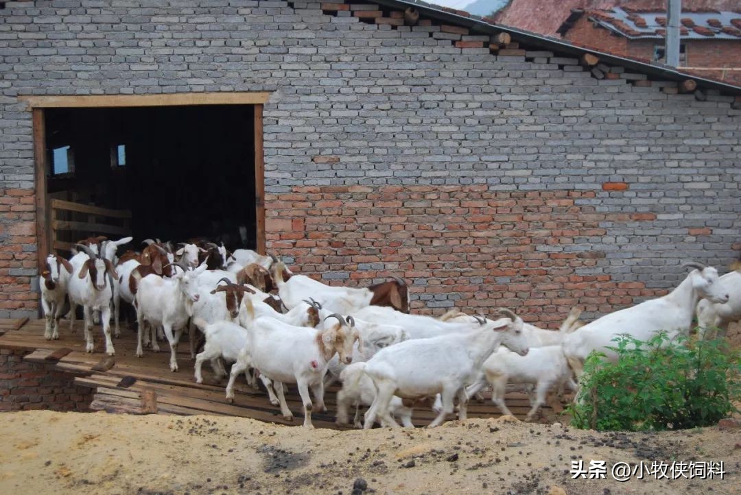 羊特别瘦是什么原因,羊瘦长得慢怎么办