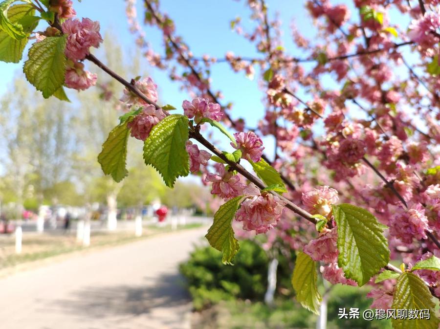 小米发布599元手机,小米将旗舰配置下放至千元机