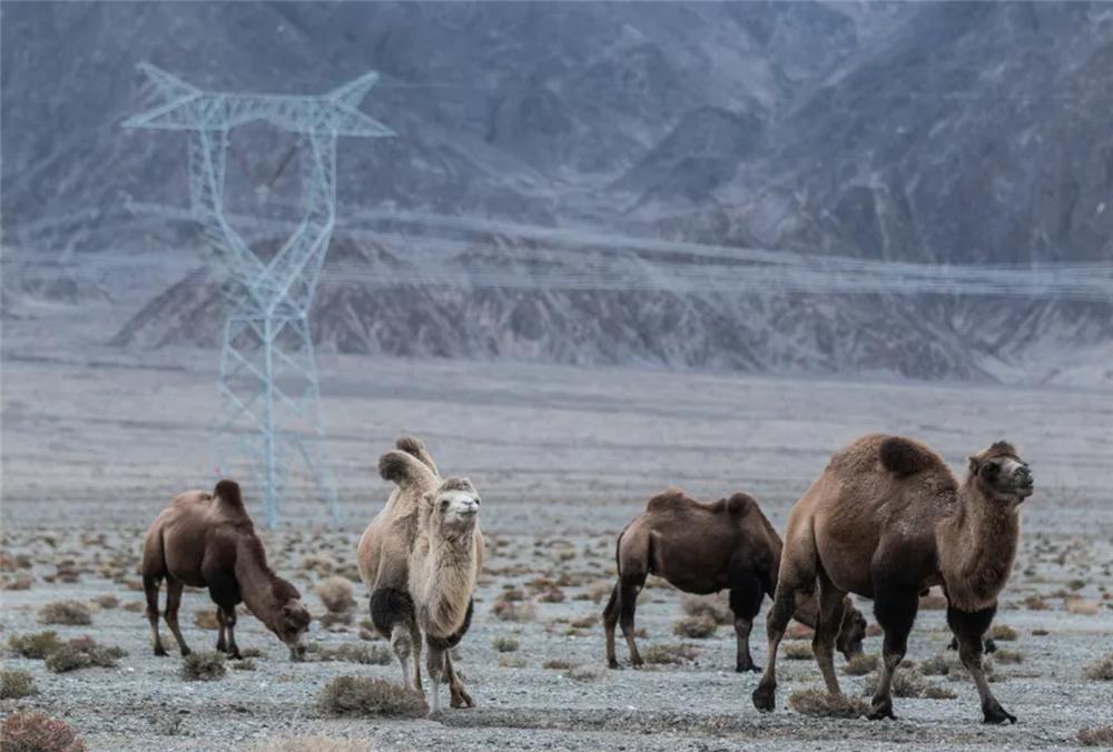 狼群围攻藏野驴400公斤,戈壁滩发现野生骆驼