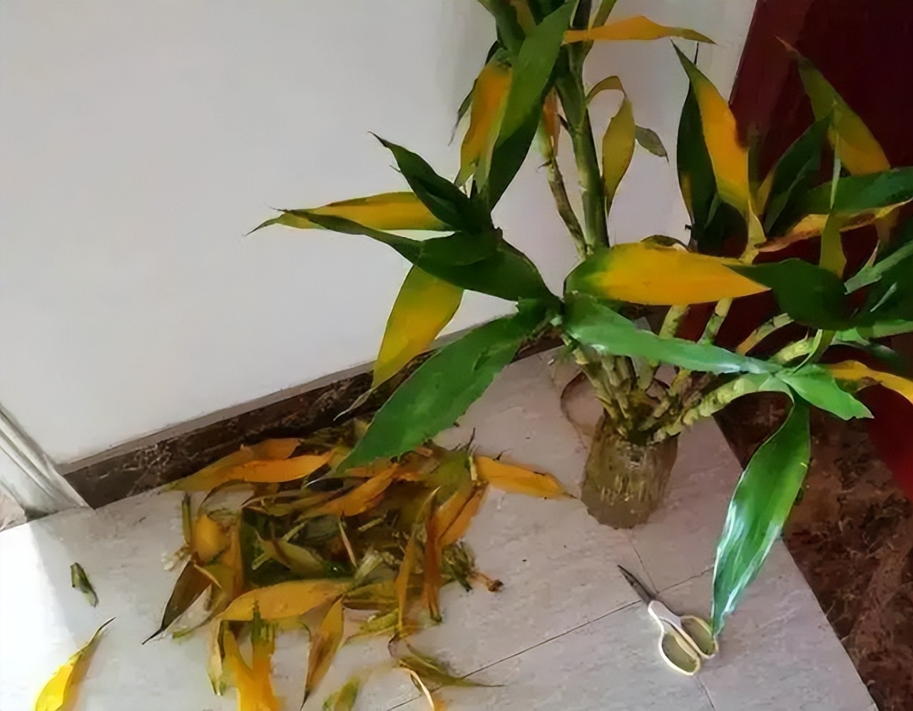 最旺家庭的6种花你家里有吗,家里有这6种花