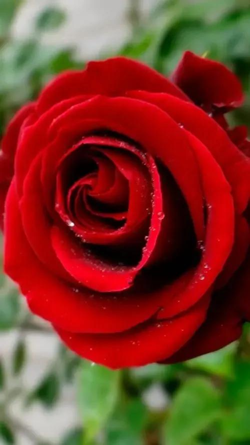 农历四月十五日，送你九九红玫瑰，祝君事业红红火火